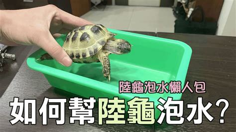 烏龜如何飼養